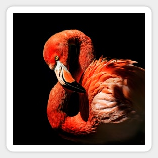 Flamingo Portrait Sticker